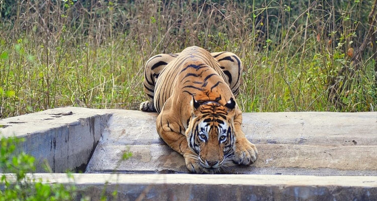 sariskatiger